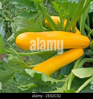 Courgettes jaunes mûres dans le jardin Banque D'Images