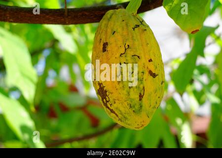 Une gousse de cacao jaune mûr une branche dans une plantation de cacao par temps ensoleillé, prête à être cueillie et à faire en poudre de chocolat. Banque D'Images