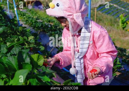 Une adorable fille asiatique cueillant des fraises à l'aide de ciseaux. Banque D'Images