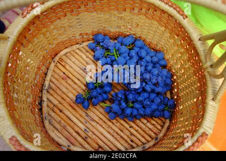 Un bouquet de raisins rouges mûrs cueillis et mis dans un panier en bois. Banque D'Images