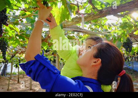 Une jolie fille asiatique et sa mère cueillant des raisins rouges doux frais mûrs à partir de vignes en utilisant des ciseaux, se sentant heureux et excité, sourire, activité amusante. Banque D'Images