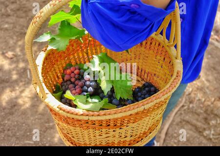 Un bouquet de raisins rouges mûrs cueillis et mis dans un panier en bois. Banque D'Images