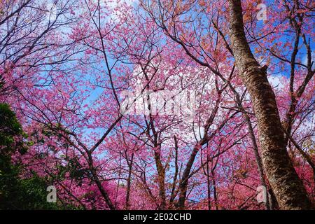 Une vue de fond de cerisiers en fleurs (sakura) dans le nord de la Thaïlande pendant la nouvelle année avec ciel bleu clair au-dessus. Banque D'Images