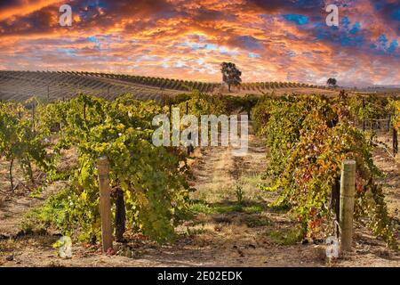 Vignobles à Paso Robles en Californie Banque D'Images
