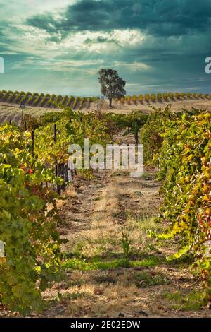 Vignobles à Paso Robles en Californie Banque D'Images