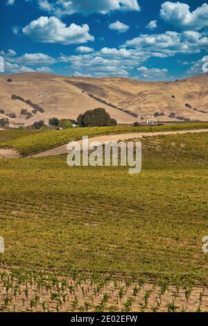 Vignobles à Paso Robles en Californie Banque D'Images