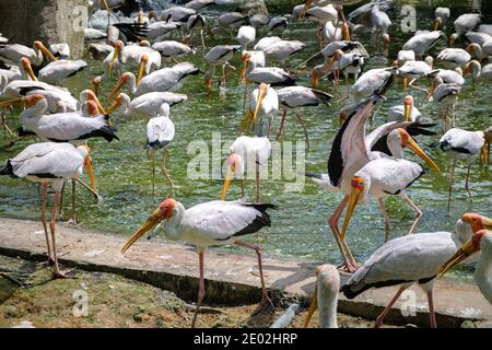 Un troupeau de cigognes à bec jaune se promène le long d'un étang Un parc ornithologique à Kuala Lumpur Banque D'Images