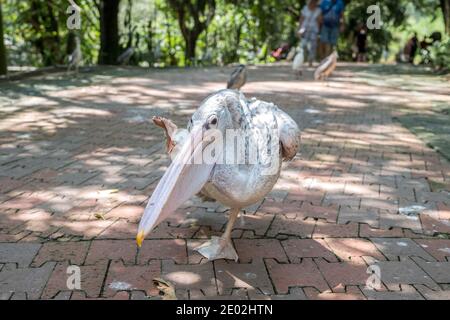 MALAISIE, KUALA LUMPUR, 07 JANVIER 2018 : gros plan d'un pélican brun marchant sur une route dans le parc ornithologique de Kuala Lumpur Banque D'Images