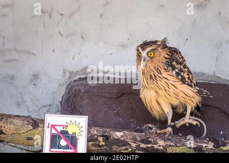 MALAISIE, KUALA LUMPUR, 07 JANVIER 2018 : hibou de l'aigle avec de grands yeux jaunes dans la volière. Près du panneau, vous ne pouvez pas utiliser le flash Banque D'Images