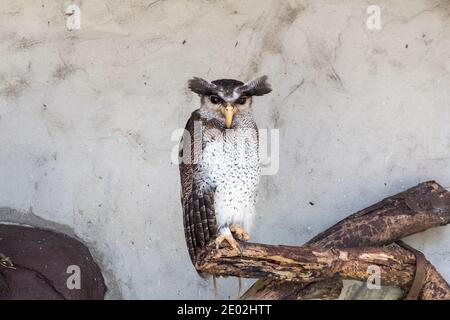 MALAISIE, KUALA LUMPUR, 07 JANVIER 2018 : un grand hibou d'aigle avec des yeux noirs et des sourcils épais se trouve dans la volière Banque D'Images