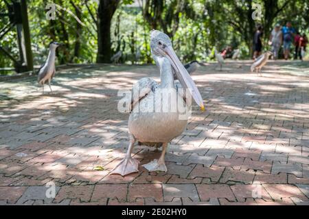 MALAISIE, KUALA LUMPUR, le 07 JANVIER 2018 : les stands Brown Pelican en gros plan sur la route du parc ornithologique de Kuala Lumpur Banque D'Images