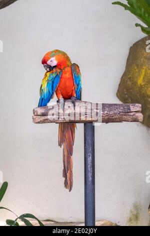 MALAISIE, KUALA LUMPUR, 07 JANVIER 2018 : une macaw rouge est assise sur un poteau dans une volière du parc ornithologique de Kuala Lumpur Banque D'Images