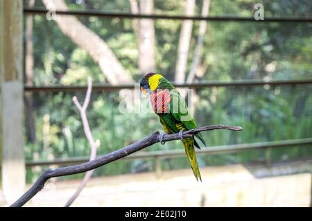 Un Lorikeet perroquet multicolore se trouve sur une branche du volière Banque D'Images