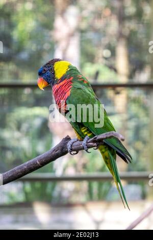 MALAISIE, KUALA LUMPUR, le 07 JANVIER 2018 : un perroquet de Lorikeet multicolore est assis sur une succursale dans une volière du parc ornithologique de Kuala Lumpur Banque D'Images