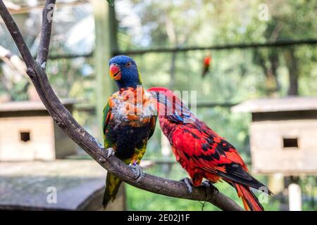 MALAISIE, KUALA LUMPUR, 07 JANVIER 2018 : deux perroquets sont assis sur une branche de la volière. Rainbow et Red Loris dans le parc ornithologique de Kuala Lumpur. Banque D'Images