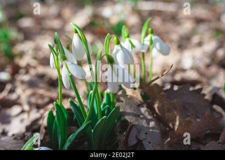 Les chutes de neige printanières poussent dans la forêt. Beaux hérauts du printemps Banque D'Images