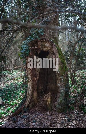 Un vieux hêtre avec un grand creux entouré par les premières fleurs de neige. Paysage forestier mystérieux. Banque D'Images
