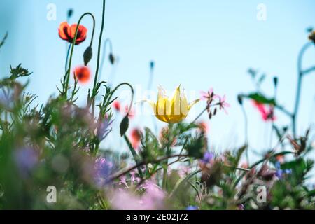 Tulipe jaune sauvage en gros plan avec des coquelicots rouges et d'autres fleurs printanières contre un ciel bleu. Banque D'Images