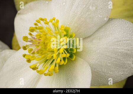 Gros plan de Helleborus niger Banque D'Images
