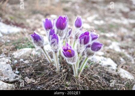 Pulsatilla patens gros plan. Fleurs violettes printanières. Fleur de pasque de l'est. Crocus des Prairies. Banque D'Images