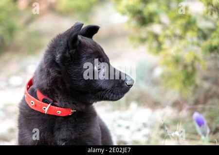 Un portrait en gros plan d'un mignon petit berger allemand noir avec un collier rouge sur la nature. Banque D'Images