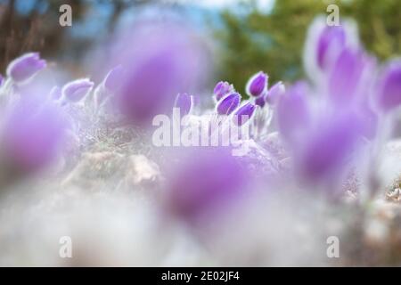 Glade de belle fleur de pasque pourpre. Image avec un premier plan flou. Banque D'Images