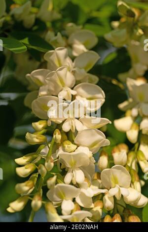 Le criquet noir en fleurs, Robinia pseudoacacia, au printemps Banque D'Images
