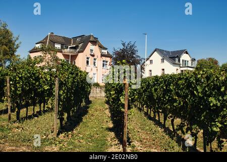 Vignoble dans la ville d'Eltville, Allemagne avec de grandes maisons en arrière-plan, en été. Banque D'Images