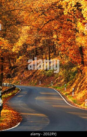 route de campagne sinueuse descendant à travers une forêt automnale Banque D'Images