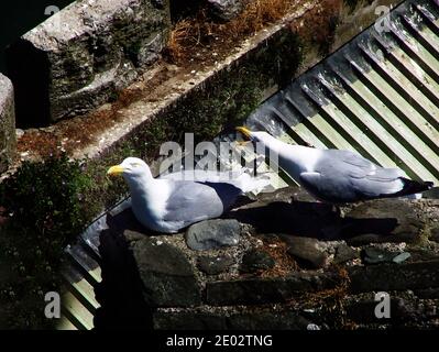 Le goéland argenté européen (Larus argentatus) le parent du goéland d'AKA agacé, à être soutenu pour de la nourriture par des poussins juvéniles, va mendier longtemps après qu'ils puissent chasser Banque D'Images