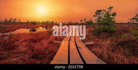 Coucher de soleil sur tourbière avec chemin en bois, petits étangs et pins. Coucher de soleil coloré sur le marais. Sentier de randonnée pédestre avec passerelle en bois qui traverse la lande. Banque D'Images