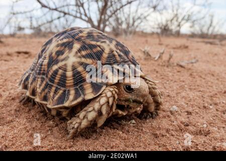 Kalahari Tent Tortue, Psammobates oculifer, bassin de Kalahari, Namibie Banque D'Images