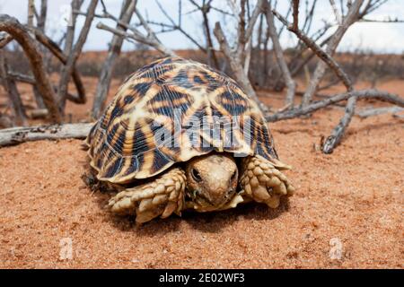 Kalahari Tent Tortue, Psammobates oculifer, bassin de Kalahari, Namibie Banque D'Images