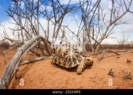 Kalahari Tent Tortue, Psammobates oculifer, bassin de Kalahari, Namibie Banque D'Images