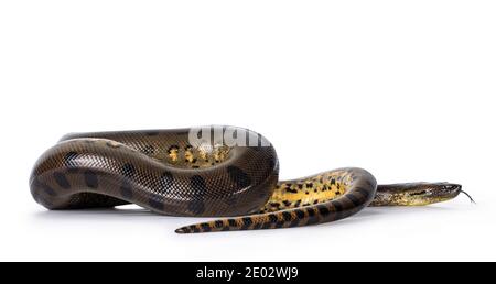 Jeune serpent vert Anaconda aka Eunectus murinus. Isolé sur fond blanc. Banque D'Images