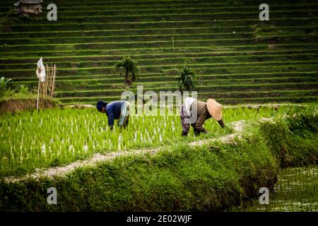 Femmes balinaises locales travaillant dans les rizières de Jatiluwih Terrasse de riz Banque D'Images