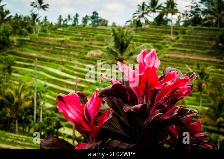 Plantes rose vif dans le champ de riz de Jatiluwih Rice Terrasses à Bali Banque D'Images