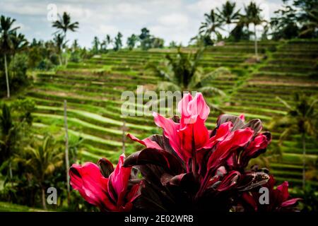 Des fleurs colorées autour des rizières sur les terrasses de riz Jatiluwih À Bali Banque D'Images