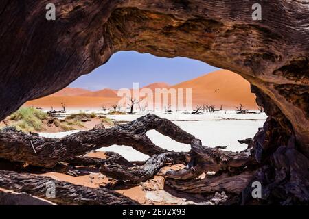 Arbres d'Acacia morts à Deadvlei Pan, Namib Naukluft Park, Namibie Banque D'Images