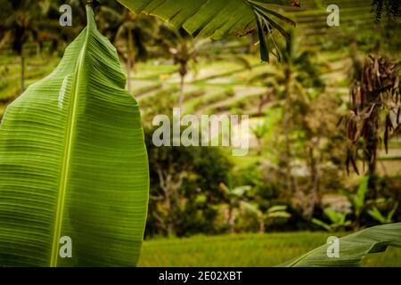 Une feuille d'une plante verte et la vue de Terrasse de riz Jatiluwih en arrière-plan Banque D'Images