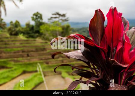 Une fleur rose dans les champs de riz sur un pluvieux jour Banque D'Images