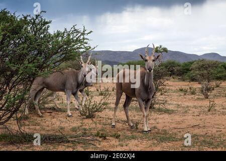 Antelope de la patrie, Taurotragus oryx, Namibie Banque D'Images