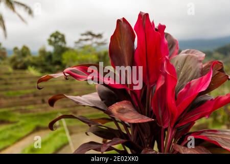 Une fleur rose à Jatiluwih Rice Terrace à Bali Banque D'Images