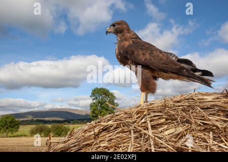 Buteo buteo (Buteo buteo), contrôlé, Cumbria, Royaume-Uni Banque D'Images