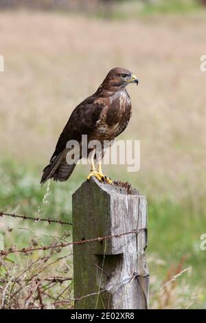 Buteo buteo (Buteo buteo), contrôlé, Cumbria, Royaume-Uni Banque D'Images