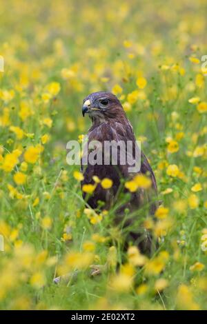 Buteo buteo (Buteo buteo), contrôlé, Cumbria, Royaume-Uni Banque D'Images