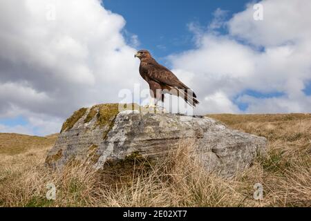 Buteo buteo (Buteo buteo), contrôlé, Cumbria, Royaume-Uni Banque D'Images