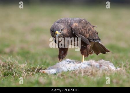 Buteo buteo (Buteo buteo) se nourrissant de lapin, contrôlé, Cumbria, Royaume-Uni Banque D'Images