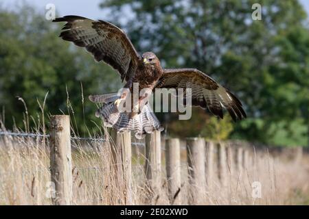 Atterrissage à la mode (Buteo buteo), contrôlé, Cumbria, Royaume-Uni Banque D'Images