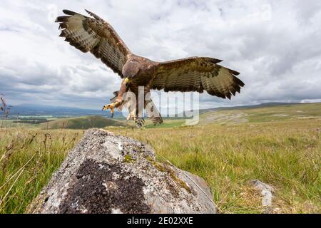 Atterrissage à la mode (Buteo buteo), contrôlé, Cumbria, Royaume-Uni Banque D'Images